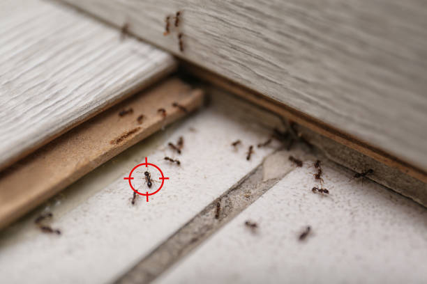 Best Best Pest Control Companies  in Oakdale, LA