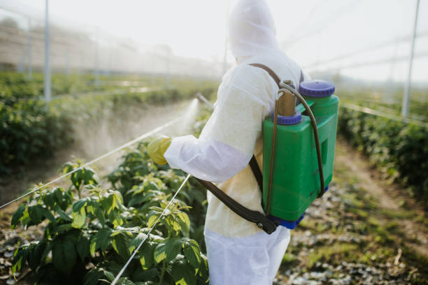 Wasp Removal Services in Oakdale, LA